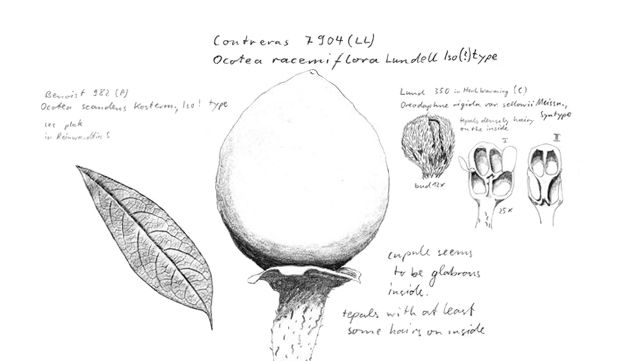 Vorschaubild Lauraceae - Lorbeergewächse