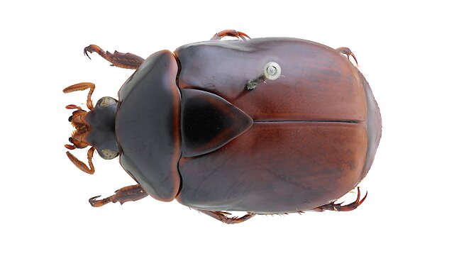Vorschaubild Käfer / Coleoptera