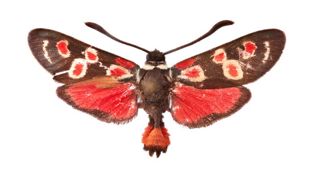 Vorschaubild Schmetterlinge & Nachtfalter / Lepidoptera
