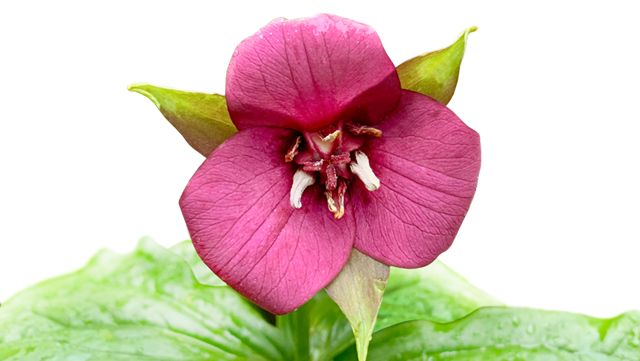 Vorschaubild Trillium